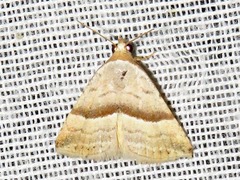 Eublemma mesophaea