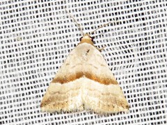 Eublemma mesophaea