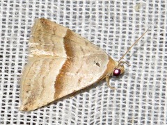 Eublemma mesophaea