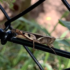 Stenocatantops angustifrons