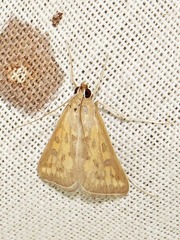 Dolicharthria paediusalis