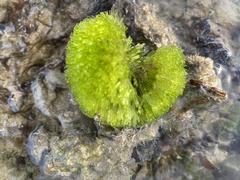 Ernodesmis verticillata