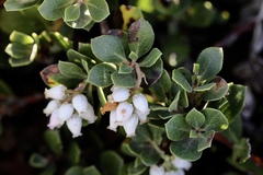 Arctostaphylos pacifica