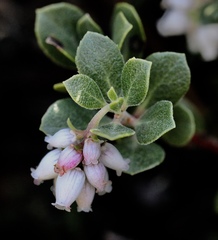 Arctostaphylos pacifica
