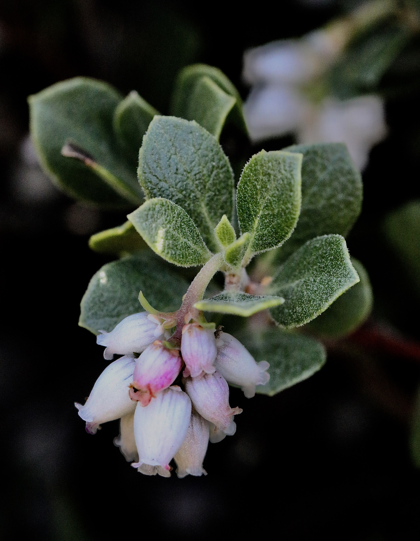 Arctostaphylos pacifica