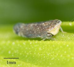 Scaphytopius loricatus