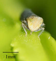 Scaphytopius loricatus