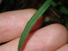 Billardiera mutabilis
