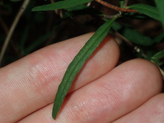 Billardiera mutabilis