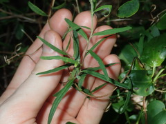 Billardiera mutabilis