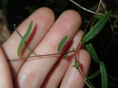 Billardiera mutabilis