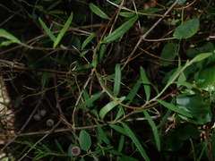 Billardiera mutabilis