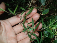 Billardiera mutabilis