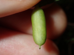 Billardiera mutabilis