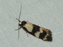 Cosmaresta archedora