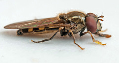 Platycheirus peltatus