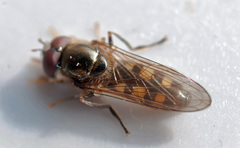 Platycheirus peltatus