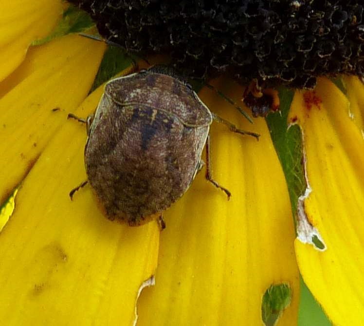 Homaemus aeneifrons aeneifrons
