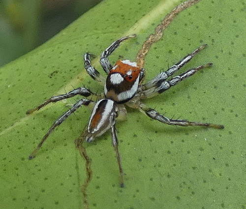 Chira simoni