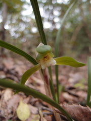 Cymbidium goeringii