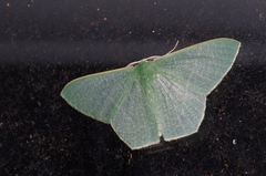 Thalassodes intaminata