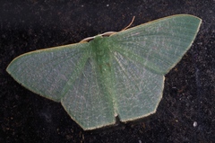 Thalassodes intaminata