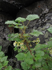 Ribes graveolens