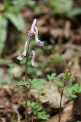 Corydalis decumbens
