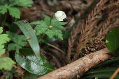 Anemonastrum flaccidum