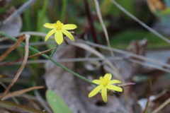 Tricoryne muricata