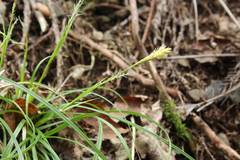 Carex clivorum