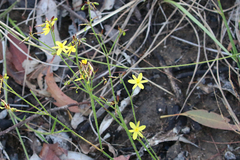 Tricoryne muricata