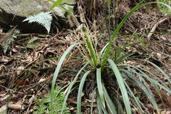 Carex morrowii