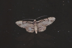 Gymnoscelis tristrigosa