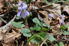 Viola grypoceras