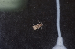 Nomophila noctuella