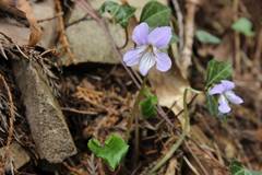 Viola bissetii