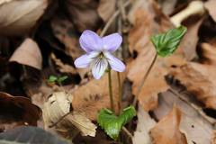 Viola bissetii