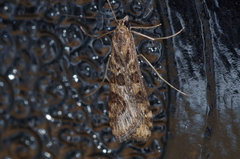 Nomophila noctuella