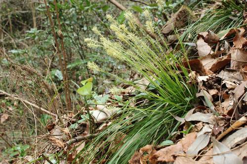 Carex clivorum iNat (2)
