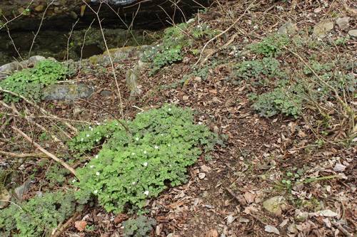 Anemone flaccida iNat (3)