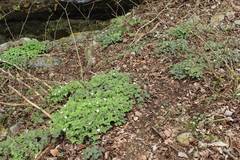 Anemonastrum flaccidum