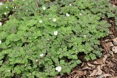 Anemonastrum flaccidum