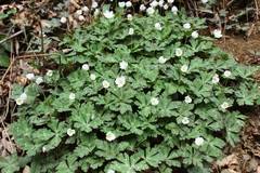 Anemonastrum flaccidum