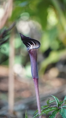 Arisaema serratum