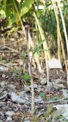 Arisaema serratum