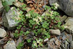 Chrysosplenium album stamineum