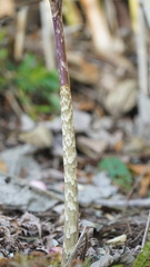 Arisaema serratum