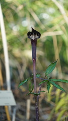 Arisaema serratum
