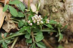Valeriana flaccidissima